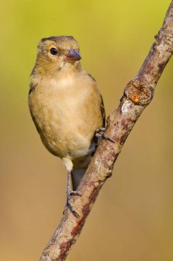 Chaffinch, Fringilla Coelebs, Pinzon Vulgar, Kastilya Leon, İspanya, Avrupa