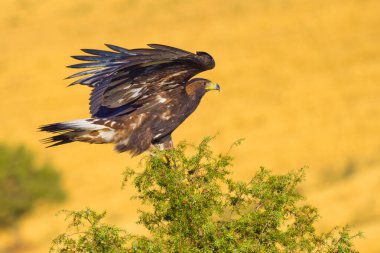 Altın Kartal, Aquila chrysaetos, Aguila Real, Kastilya Leon, İspanya, Avrupa