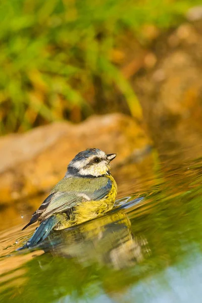 Blue Tit Parus Caeruleus Herrerillo Comun Forest Pond Castile Leon — Stockfoto