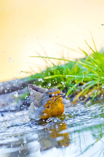 Robin Erithacus Rubecola Petirrojo Forest Pond Castile Leon Spanyolország Európa — Stock Fotó