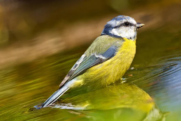 Blue Tit Parus Caeruleus Herrerillo Comun Forest Pond Castile Leon — Stockfoto