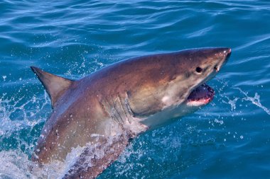 Büyük Beyaz Köpekbalığı, Carcharodon Carcharias, Gansbaai, Batı Burnu, Güney Afrika, Afrika