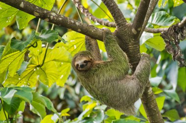 Soluk boğazlı tembel hayvan, Bradypus tridactylus, Üç parmaklı tembel hayvan, Tropik yağmur ormanı, Marino Ballena Ulusal Parkı, Uvita de Osa, Puntarenas, Kosta Rika, Orta Amerika,
