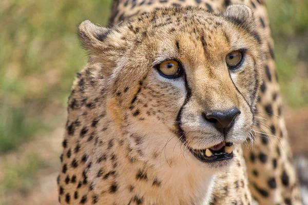 Cheetah Acinonyx Jubatus Guepard Sydafrika Afrika — Stockfoto