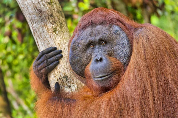Orangutan Pongo Pygmaeus Park Narodowy Tanjung Puting Borneo Indonezja — Zdjęcie stockowe