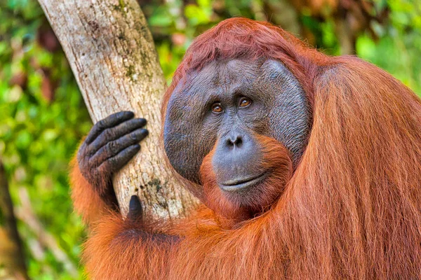 Orangutan Pongo Pygmaeus Park Narodowy Tanjung Puting Borneo Indonezja — Zdjęcie stockowe