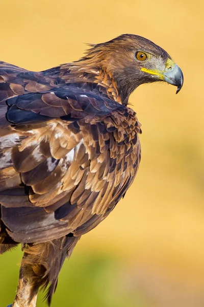 Golden Eagle Aquila Chrysaetos Spanish Forest Castile Leon Spain Europe — стокове фото