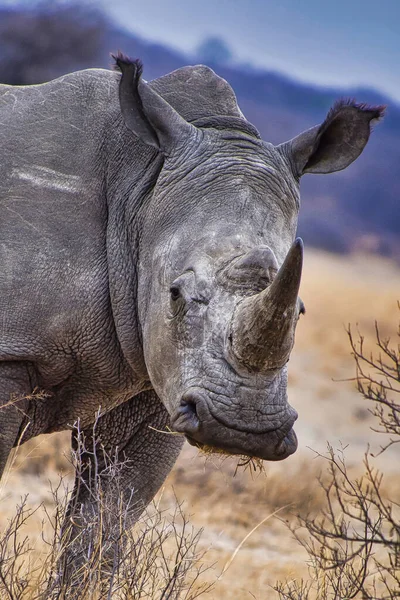 Rhinocéros Blanc Ceratotherium Simum Rhinocéros Lèvres Carrées Botswana Afrique — Photo