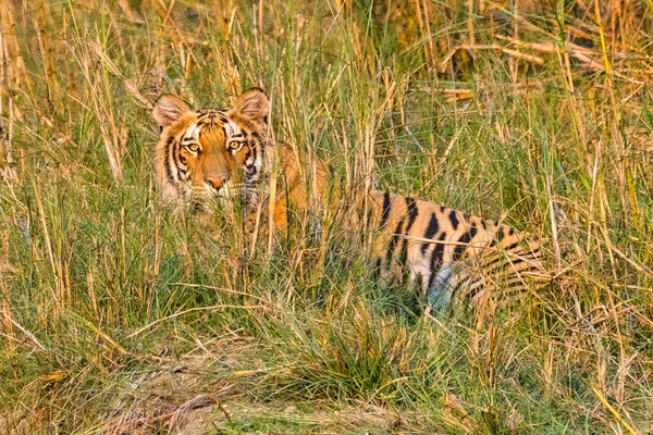 Bengalischer Tiger Panthera Tigris Tigris Royal Bardia National Park Bardiya — Stockfoto