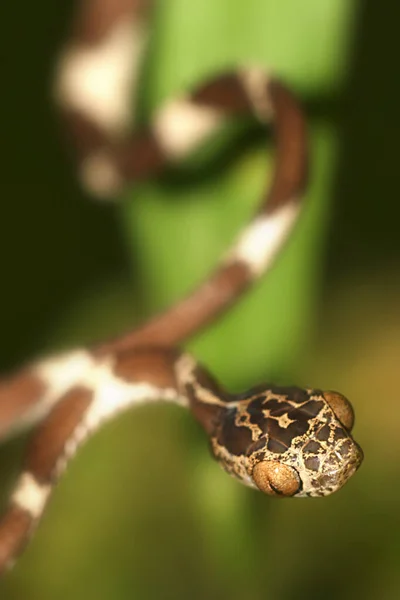 Blunthead Tree Snake Imantodes Cenchoa Rainforest Napo River Basin Amazonia — Fotografia de Stock