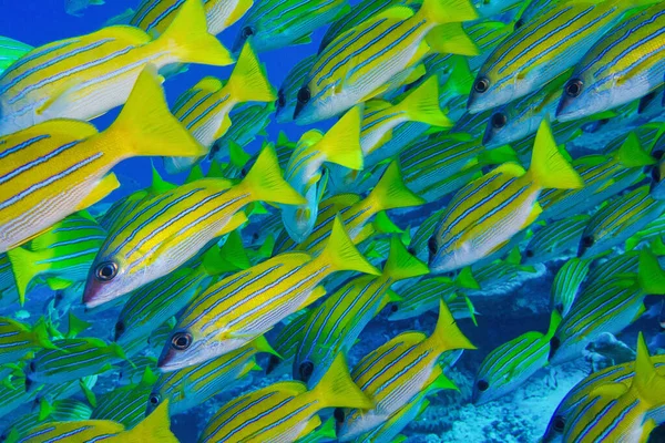 Pargo Rayas Azules Lutjanus Kasmira Atolón Del Ari Norte Maldivas — Foto de Stock