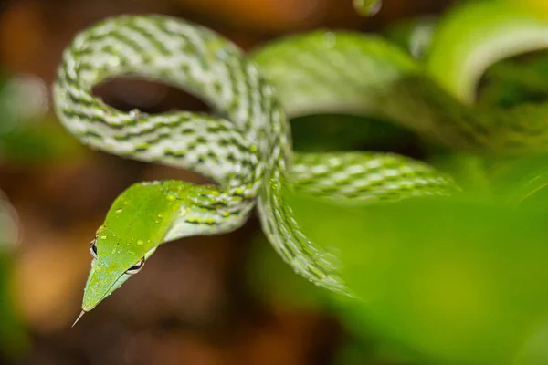 Serpiente Vid Verde Serpiente Azote Nariz Larga Ahaetulla Nasuta Bosque —  Fotos de Stock