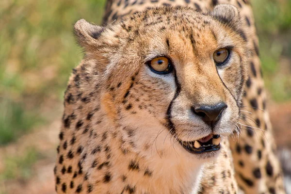 Cheetah Acinonyx Jubatus Guepard South Africa Africa Stock Photo