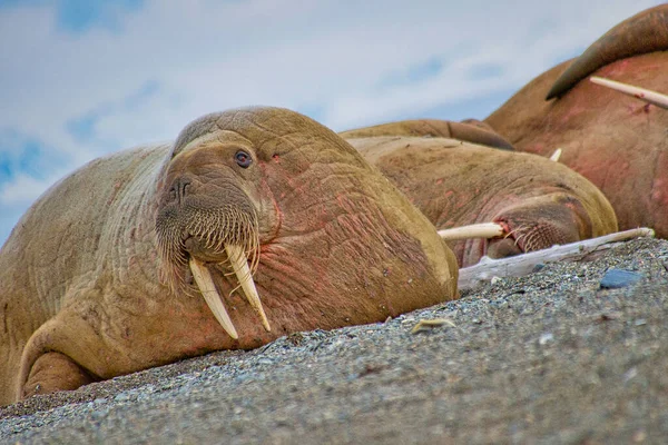 Odpoczynek Walrus Odobenus Rosmarus Arktyka Svalbard Norwegia Europa — Zdjęcie stockowe