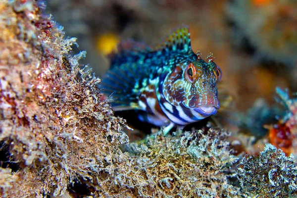 Ringneck Blenny Parablennius Pilicornis Cabo Cope Puntas Del Calnegre Natural — 스톡 사진