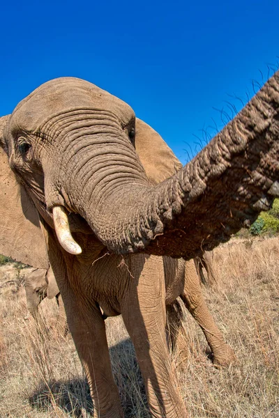 Elefante Loxodonta Africana África Sul África — Fotografia de Stock