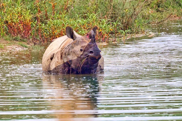 Великий Однорогий Rhinoceros Indian Rhinoceros Asian Rhino Rhinoceros Unicornis Wetlands — стокове фото