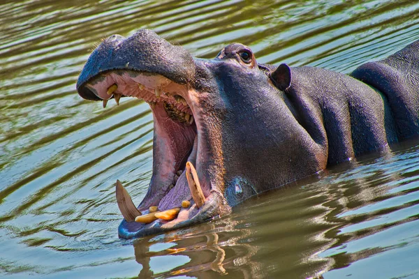 Hippopotamus Hippopotamus Amphibius Kruger National Park Sudafrica Africa — Foto Stock