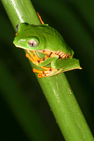Tiger Striped Leaf Frog Callimedusa Tomopterna Rainforest Napo River Basin — стокове фото