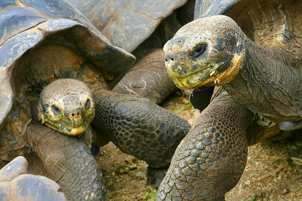 Galpagos Giant Tortoise Chelonoidis Nigra Parque Nacional Galpagos Ilhas Galpagos — Fotografia de Stock