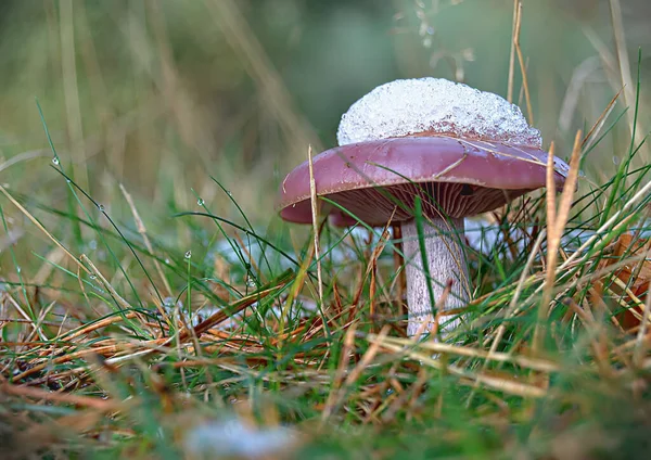 Mushroom Forest Snow — Stock Photo, Image