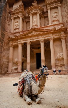 Petra 'nın hazinesindeki deve. Petra' nın önünde poz veren deve. Çölde deve