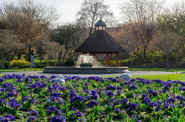 Parktaki martılar bahar, Dublin, İrlanda