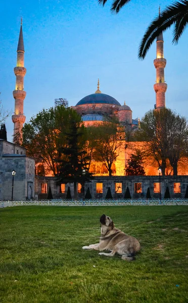 Gün batımında köpekle İstanbul 'un mavi camii. Mavi saatte şehir