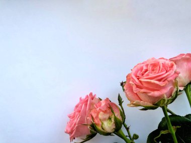 Pembe Gül ile Sevgililer günü arka plan. Beyaz kopya alanı ile izole