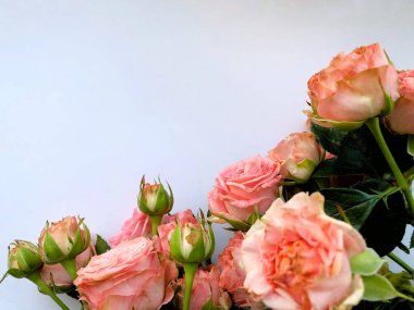 Pembe Gül ile Sevgililer günü arka plan. Beyaz kopya alanı ile izole