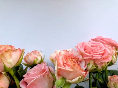 Pembe Gül ile Sevgililer günü arka plan. Beyaz kopya alanı ile izole