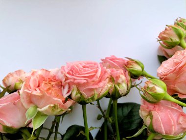 Pembe Gül ile Sevgililer günü arka plan. Beyaz kopya alanı ile izole