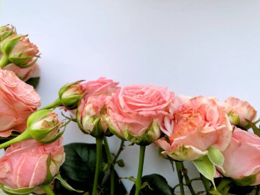 Pembe Gül ile Sevgililer günü arka plan. Beyaz kopya alanı ile izole