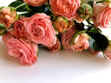 Pembe Gül ile Sevgililer günü arka plan. Beyaz kopya alanı ile izole