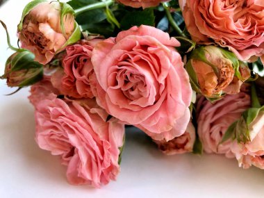 Pembe Gül ile Sevgililer günü arka plan. Beyaz kopya alanı ile izole