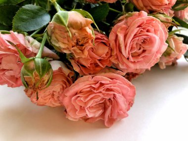 Pembe Gül ile Sevgililer günü arka plan. Beyaz kopya alanı ile izole