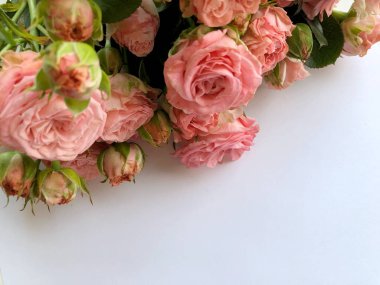 Pembe Gül ile Sevgililer günü arka plan. Beyaz kopya alanı ile izole