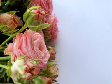 Pembe Gül ile Sevgililer günü arka plan. Beyaz kopya alanı ile izole