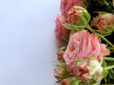 Pembe Gül ile Sevgililer günü arka plan. Beyaz kopya alanı ile izole