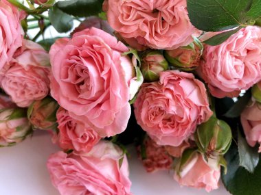 Güzel pembe gül yumuşak ton panoramik arka plan, doğa arka plan.