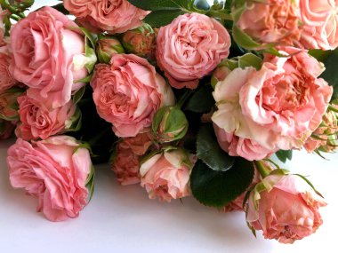 Güzel pembe gül yumuşak ton panoramik arka plan, doğa arka plan.