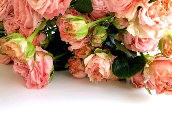 Pembe Gül ile Sevgililer günü arka plan. Beyaz kopya alanı ile izole