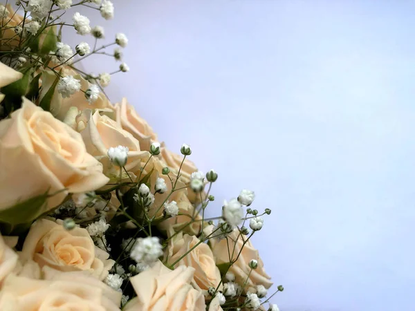 Dia dos namorados fundo com rosas brancas. Isolado em branco com espaço de cópia — Fotografia de Stock