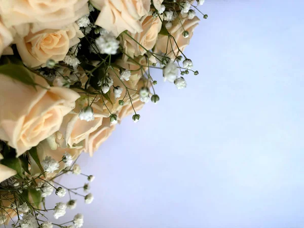 День Святого Валентина фон з білими трояндами. Ізольовані на білому з простором для копіювання — стокове фото