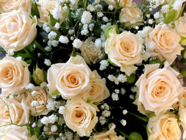 Güzel beyaz gül yumuşak ton panoramik arka plan, doğa arka plan.