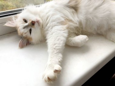 Beyaz pencere eşiğinde parlak bir kedi yatıyor.