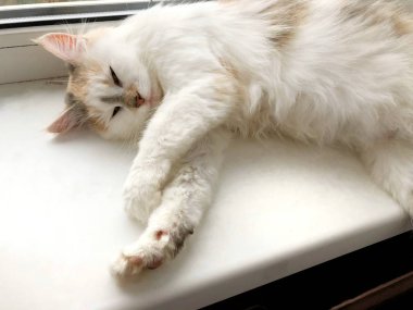 Beyaz pencere eşiğinde parlak bir kedi yatıyor.