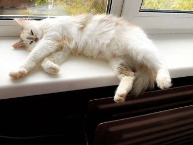 Beyaz pencere eşiğinde parlak bir kedi yatıyor.