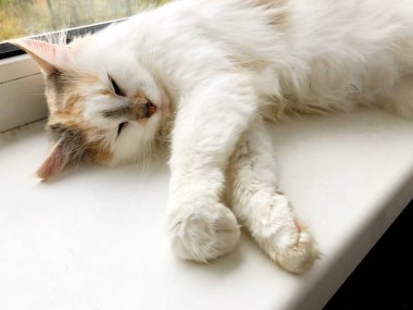 Beyaz pencere eşiğinde parlak bir kedi yatıyor.