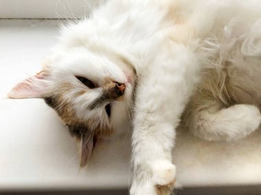 Beyaz pencere eşiğinde parlak bir kedi yatıyor.